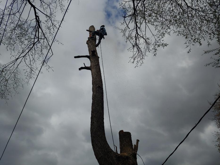 H&M Tree Service LLC - Chanhassen, MN