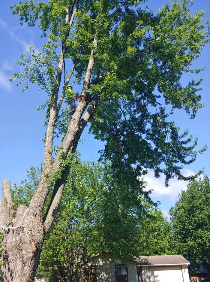 H&M Tree Service LLC - Chanhassen, MN