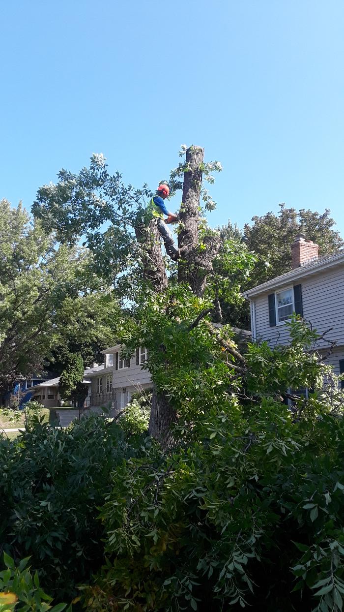H&M Tree Service LLC - Chanhassen, MN