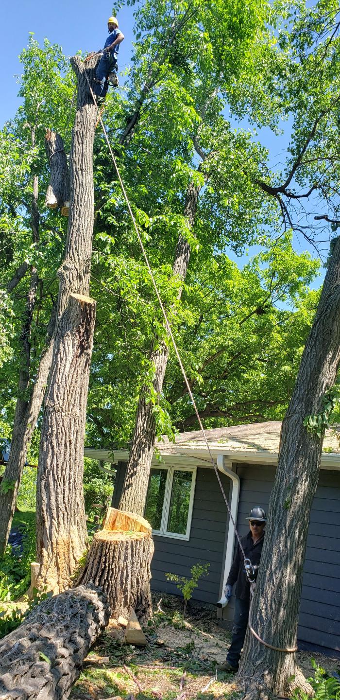 H&M Tree Service LLC - Chanhassen, MN