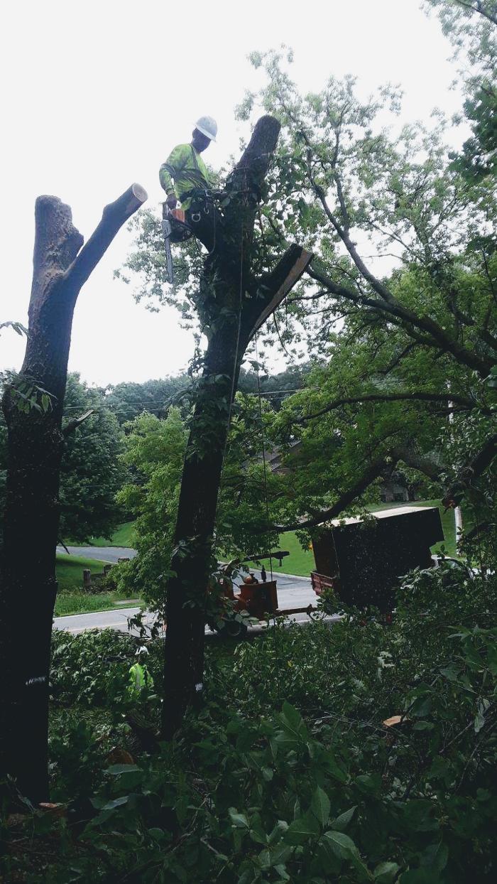 H&M Tree Service LLC - Chanhassen, MN