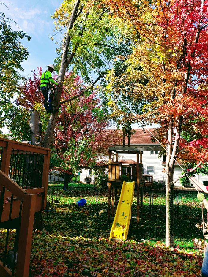 H&M Tree Service LLC - Chanhassen, MN