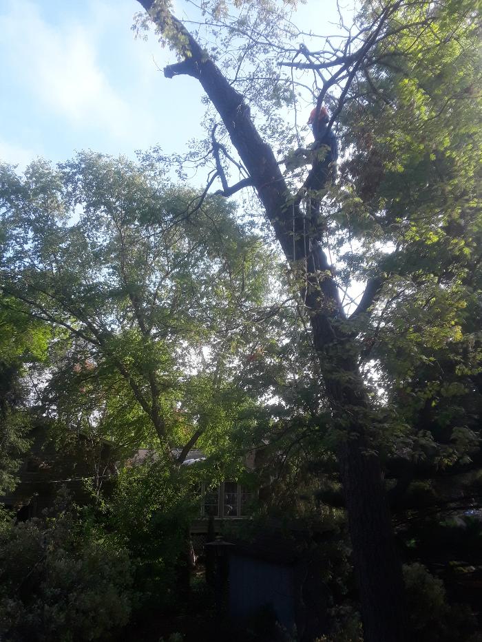 H&M Tree Service LLC - Chanhassen, MN