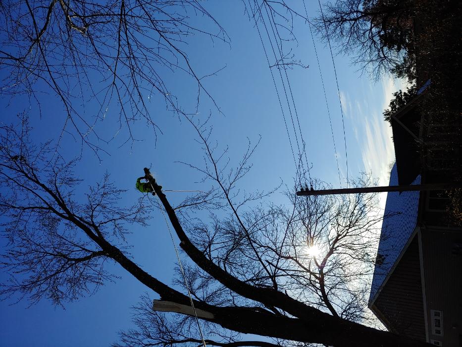 H&M Tree Service LLC - Chanhassen, MN