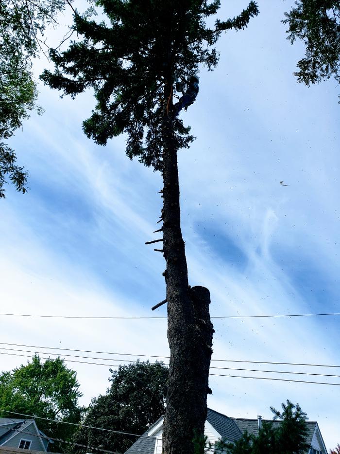 H&M Tree Service LLC - Chanhassen, MN