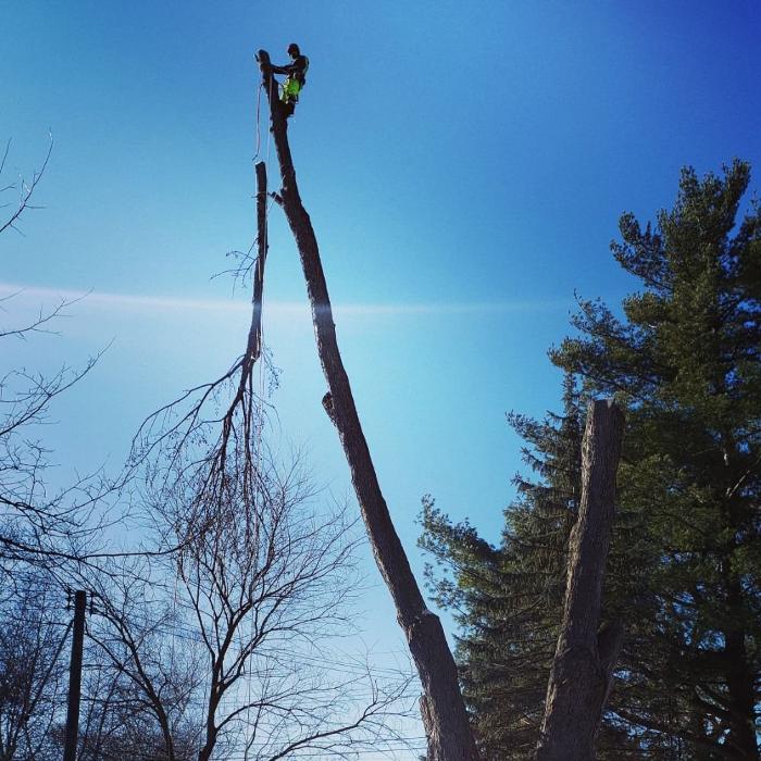 H&M Tree Service LLC - Chanhassen, MN