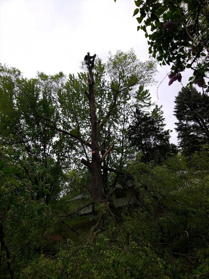 H&M Tree Service LLC - Chanhassen, MN