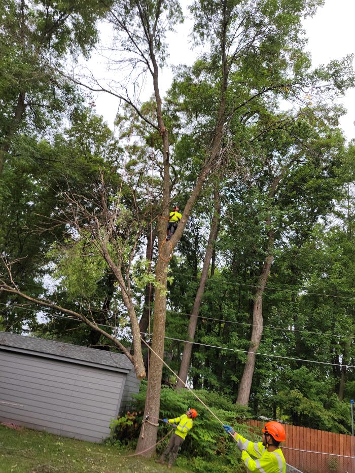 H&M Tree Service LLC - Chanhassen, MN