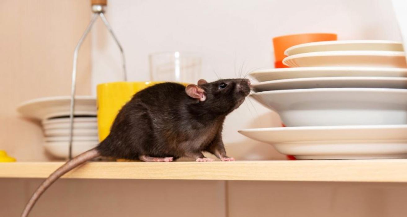 One Way Pest Exterminators - La Mirada, CA