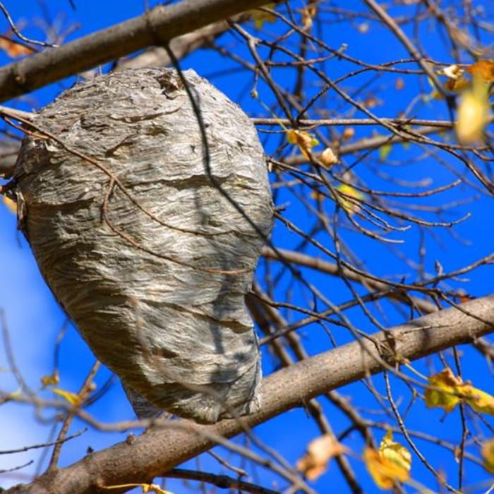 One Way Pest Exterminators - La Mirada, CA