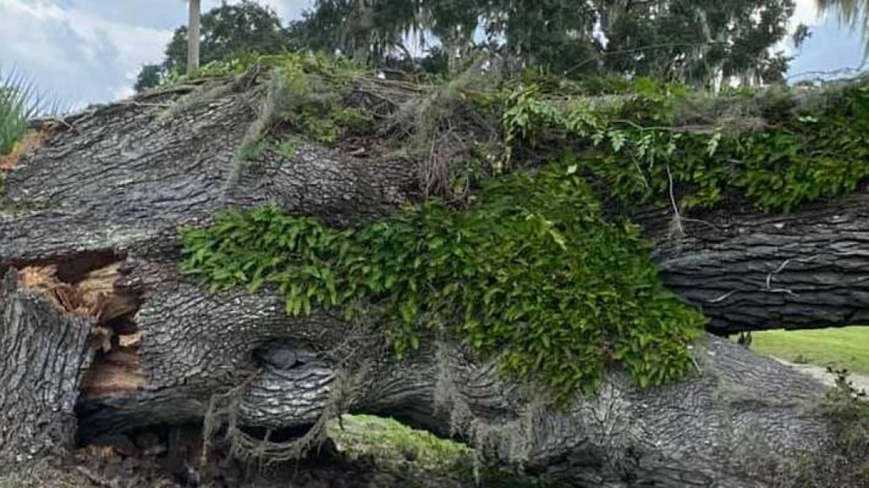 East Coast Tree Service - Walterboro, SC