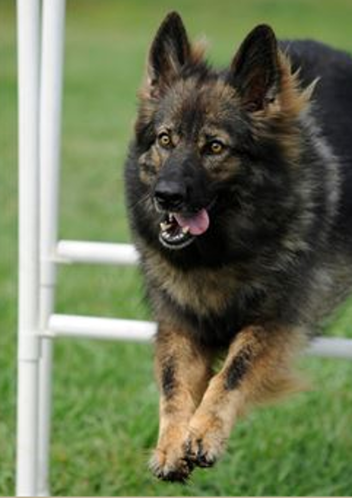 Citizen K9 Dog Training & Agility - Norfolk, VA