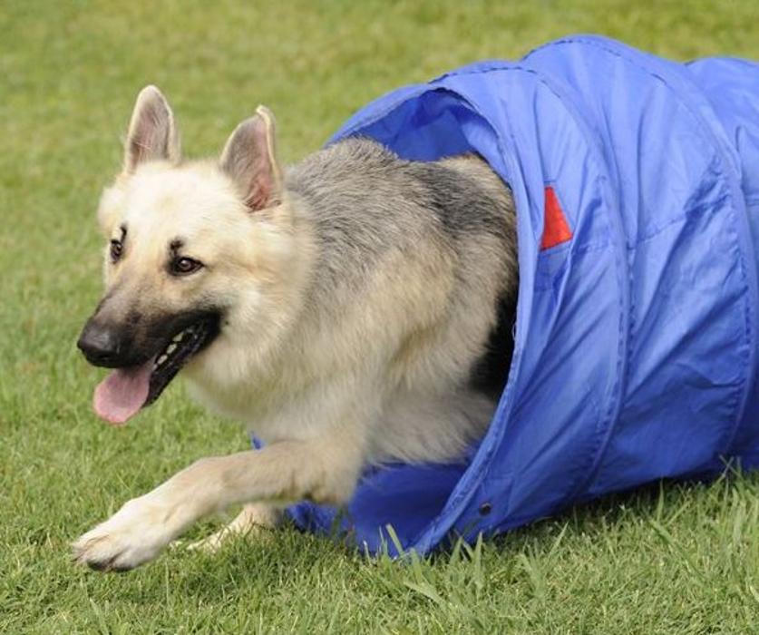 Citizen K9 Dog Training & Agility - Norfolk, VA