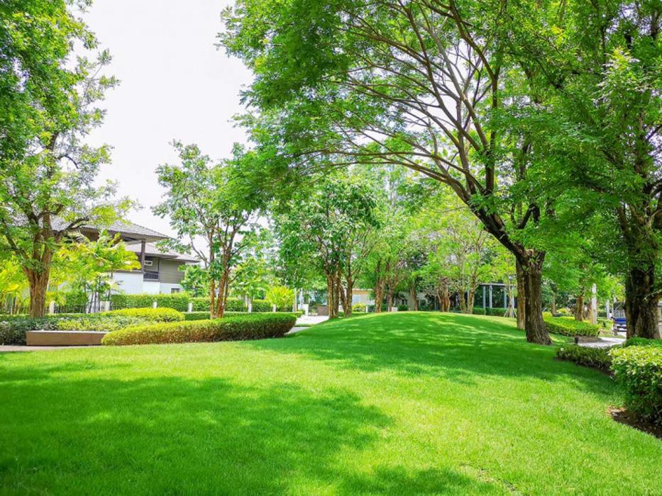 Mountain Tree Spraying - Woodland Park, CO