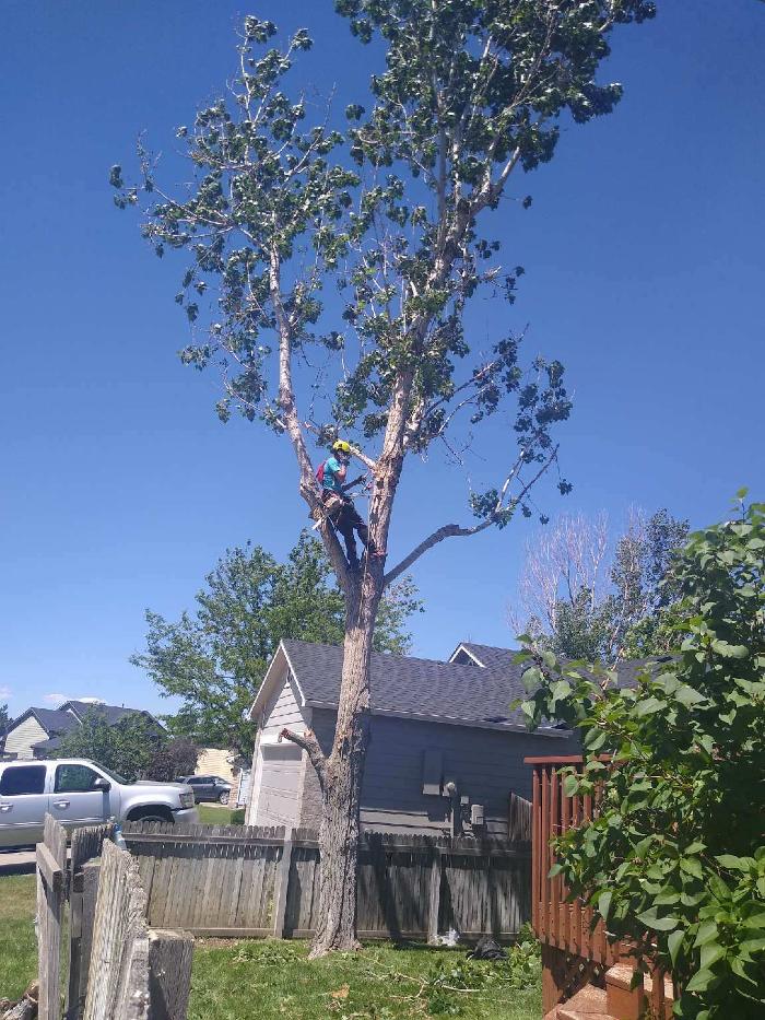 Rowan Tree Care - Littleton, CO