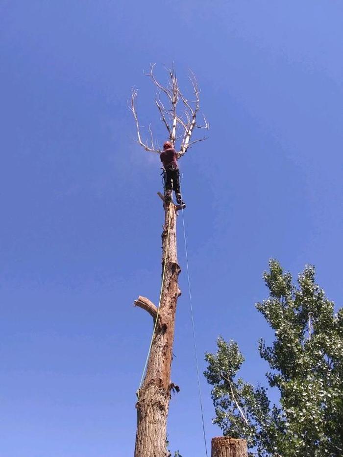 Rowan Tree Care - Littleton, CO