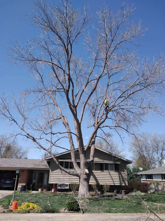 Rowan Tree Care - Littleton, CO