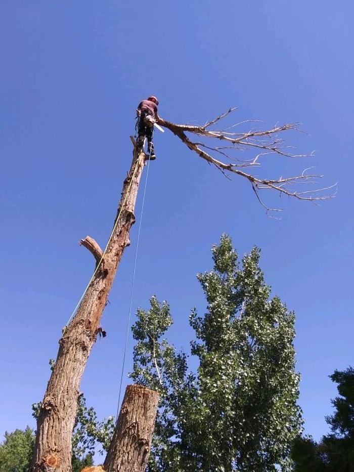 Rowan Tree Care - Littleton, CO