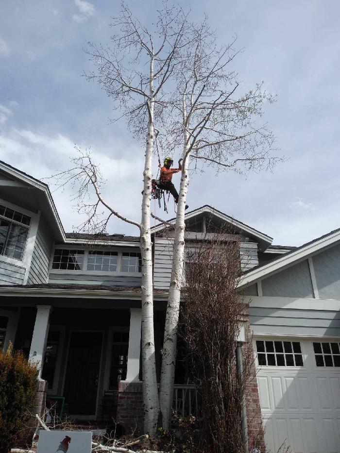 Rowan Tree Care - Littleton, CO