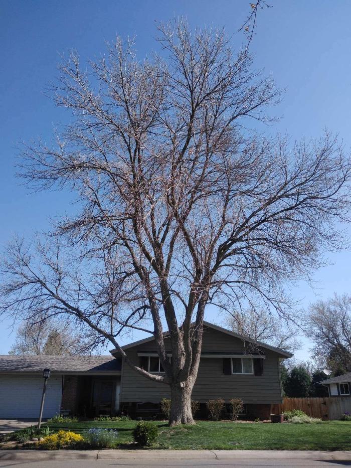 Rowan Tree Care - Littleton, CO