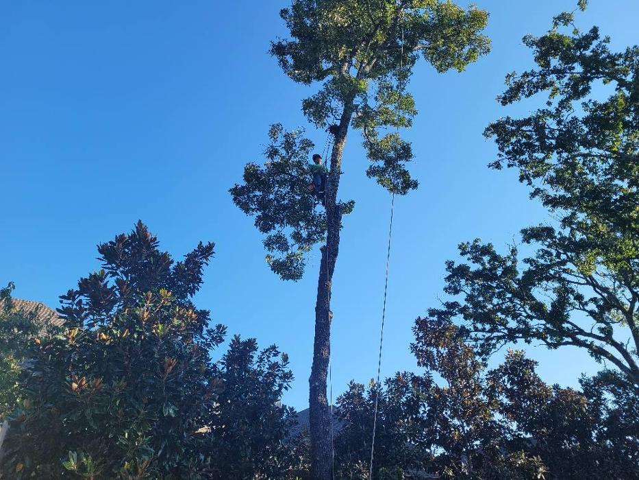 Merritt's Tree Service - Frankston, TX