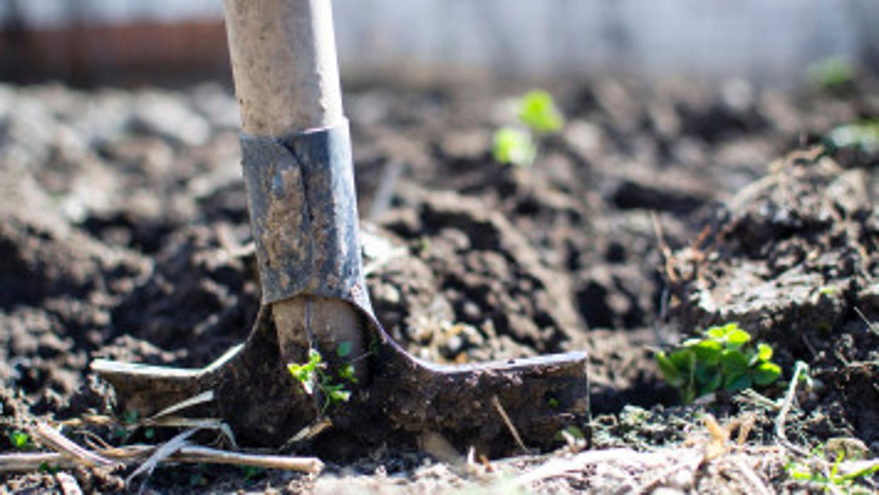 Richis Tree Service, LLC - Englewood, CO