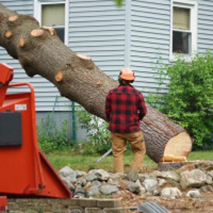 Richis Tree Service, LLC - Englewood, CO