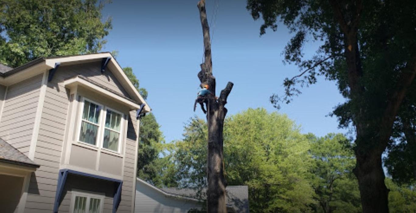 Carolina Tree Service - Monroe, NC
