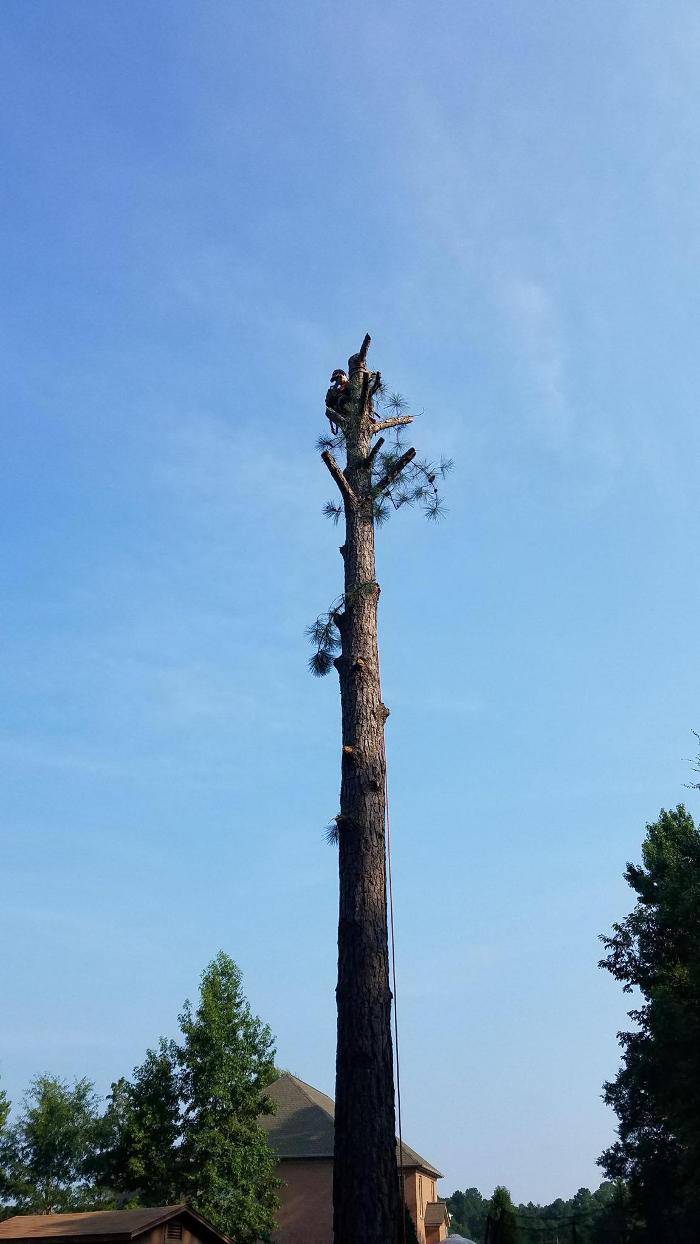 Carolina Tree Service - Monroe, NC