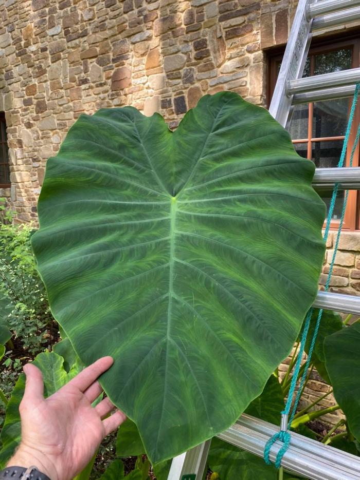 JJC Window Cleaning - Royse City, TX