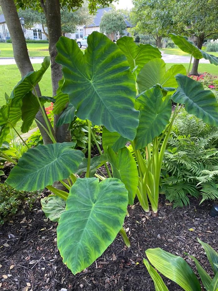 JJC Window Cleaning - Royse City, TX