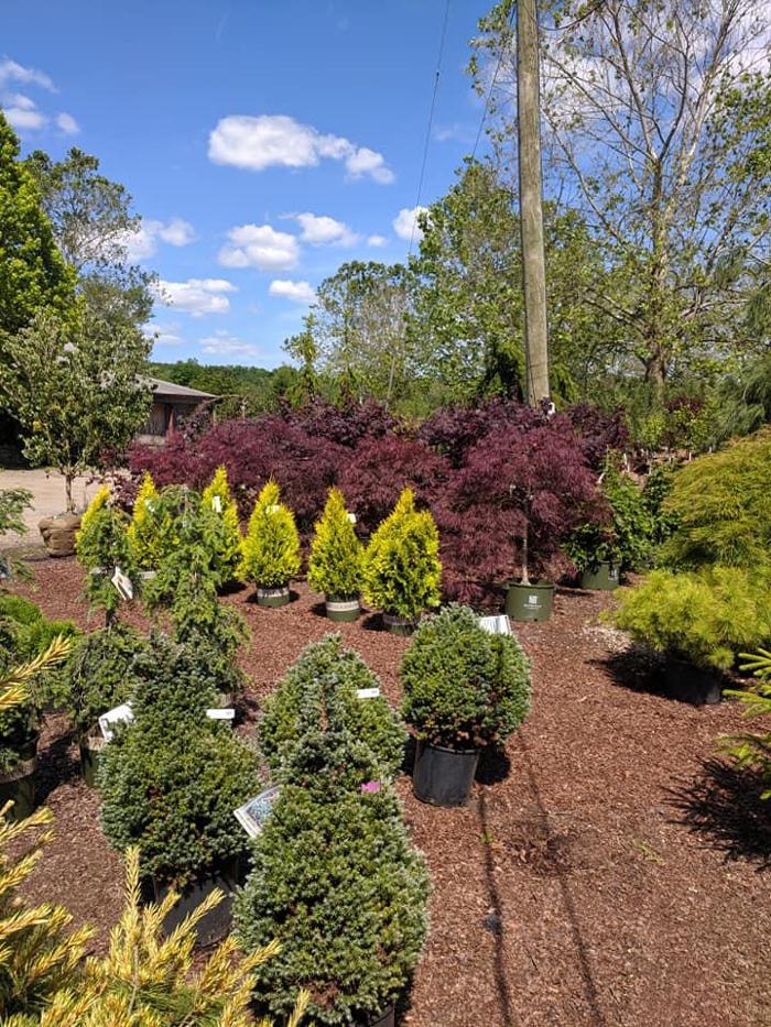 Young's at Three Rivers - Woodbury, CT