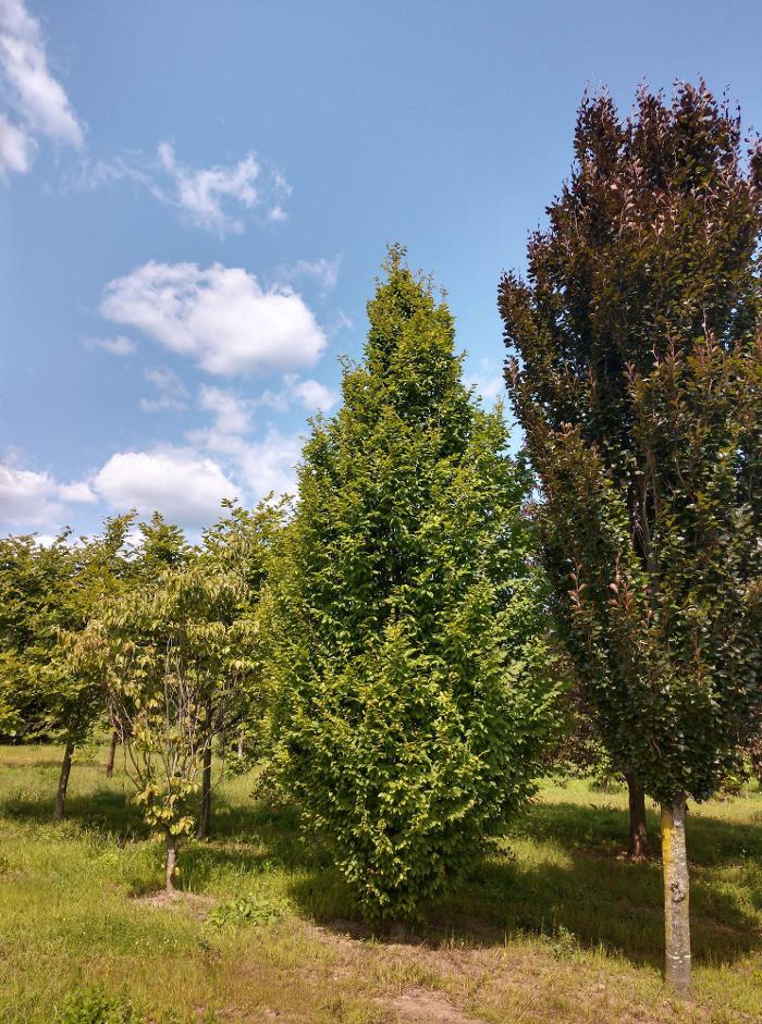 Young's at Three Rivers - Woodbury, CT