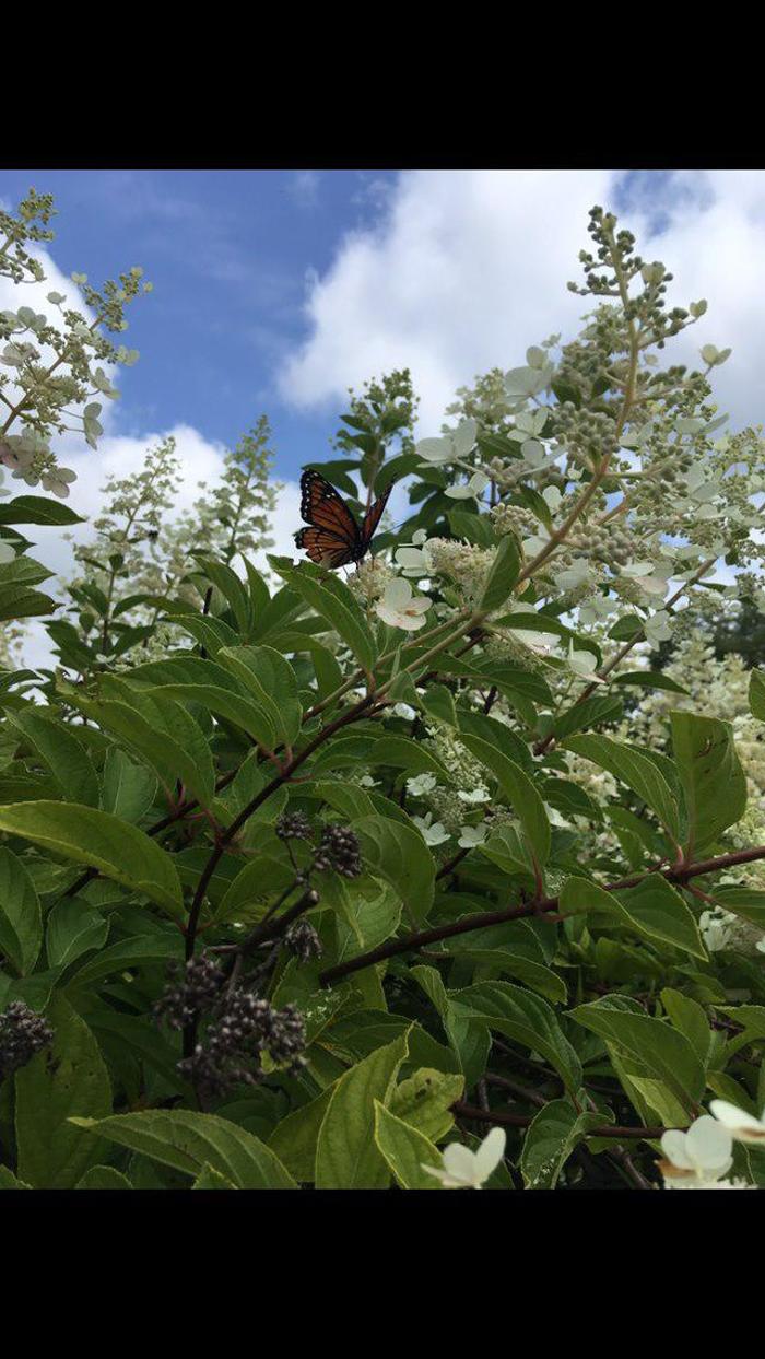 Young's at Three Rivers - Woodbury, CT