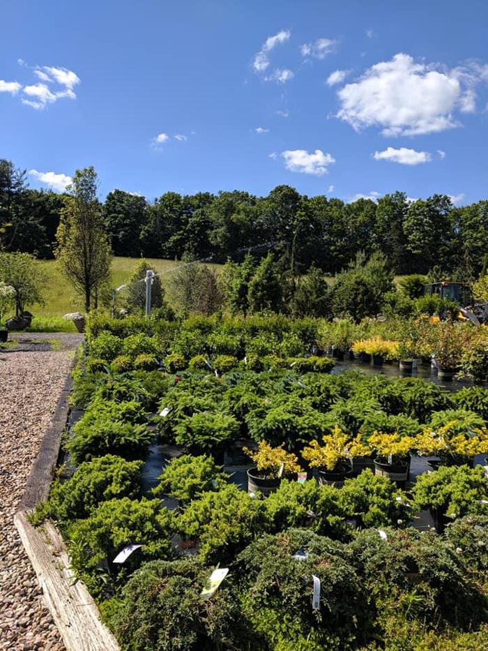 Young's at Three Rivers - Woodbury, CT