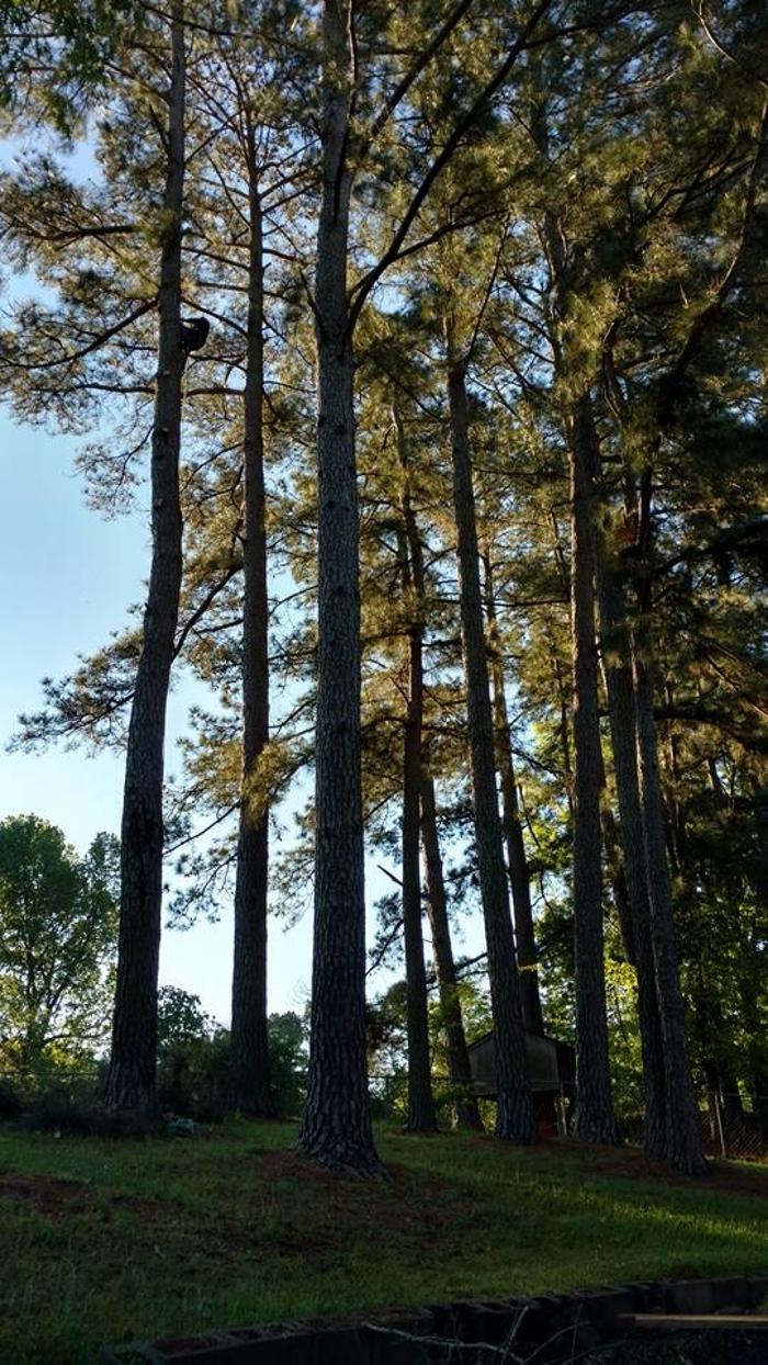 Specialty Tree Care - Shreveport, LA