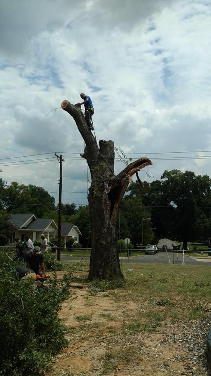 Specialty Tree Care - Shreveport, LA