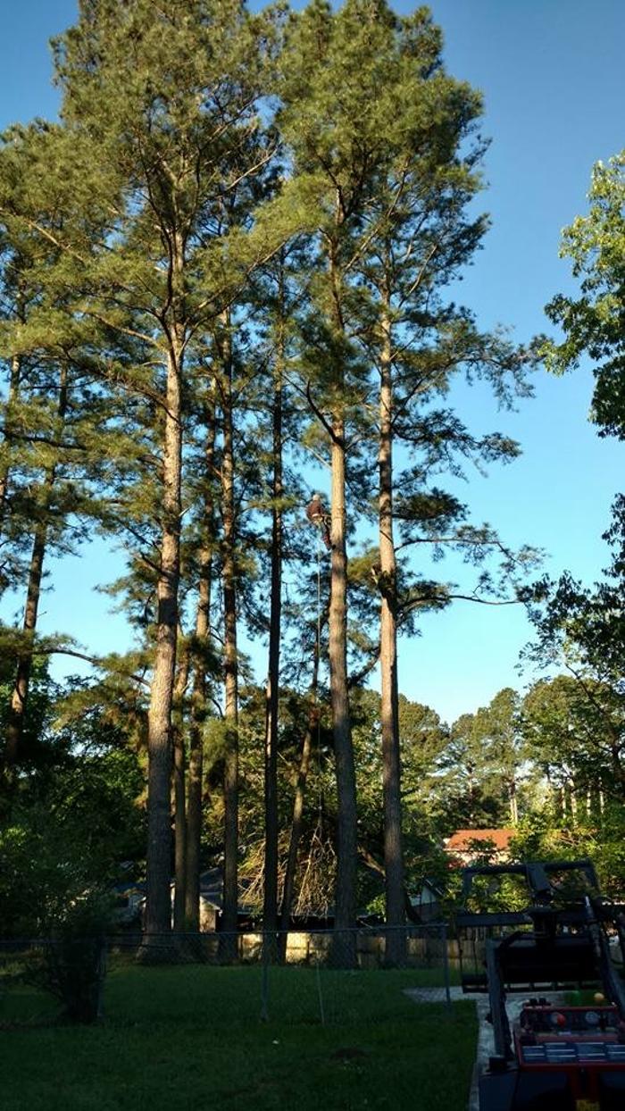 Specialty Tree Care - Shreveport, LA