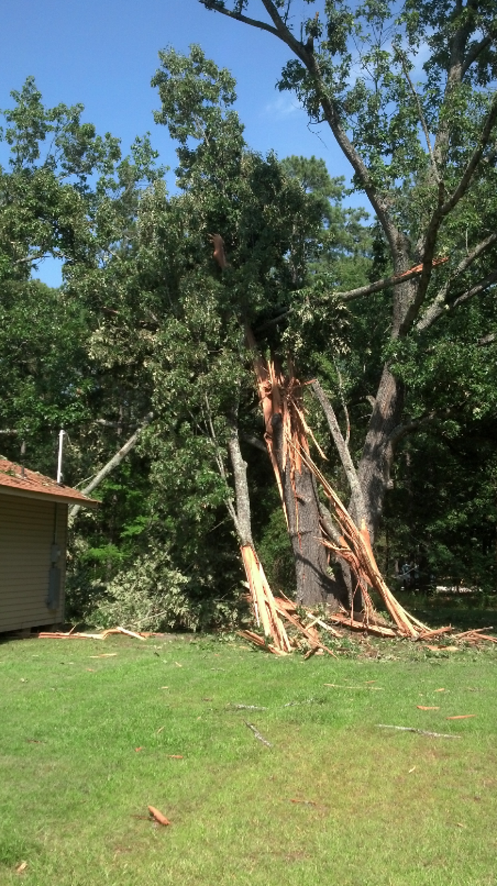 Specialty Tree Care - Shreveport, LA