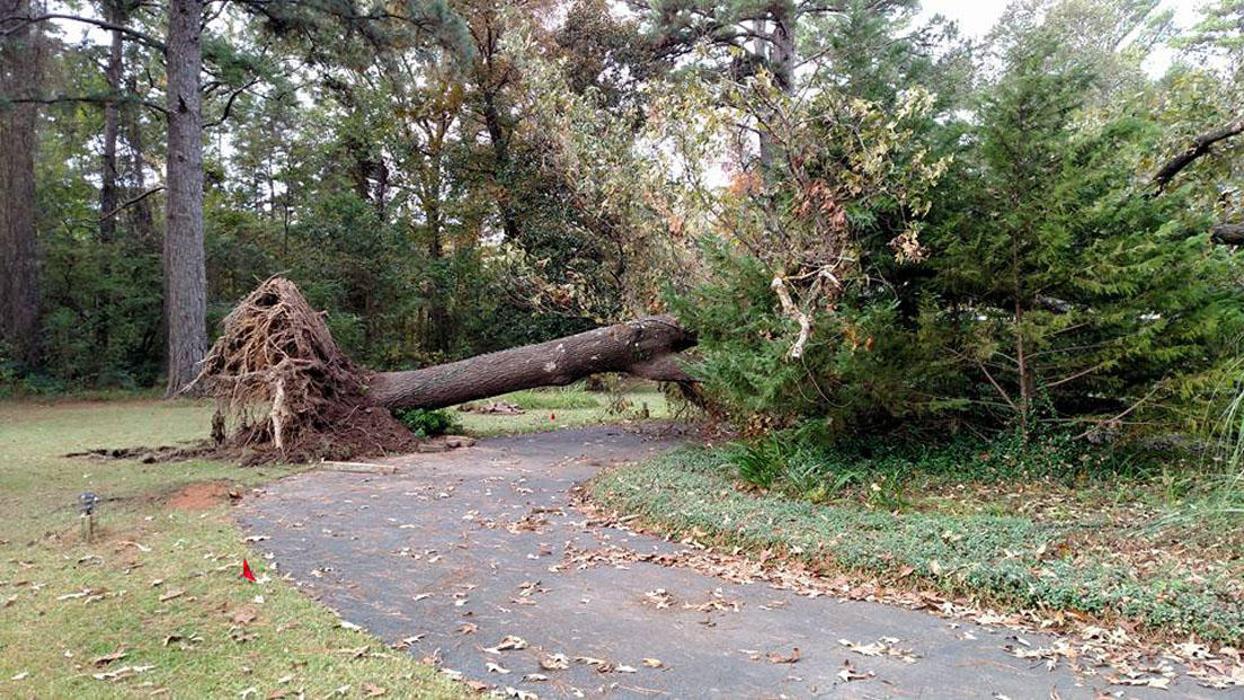 Specialty Tree Care - Shreveport, LA