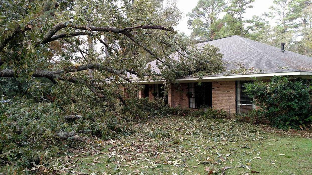 Specialty Tree Care - Shreveport, LA