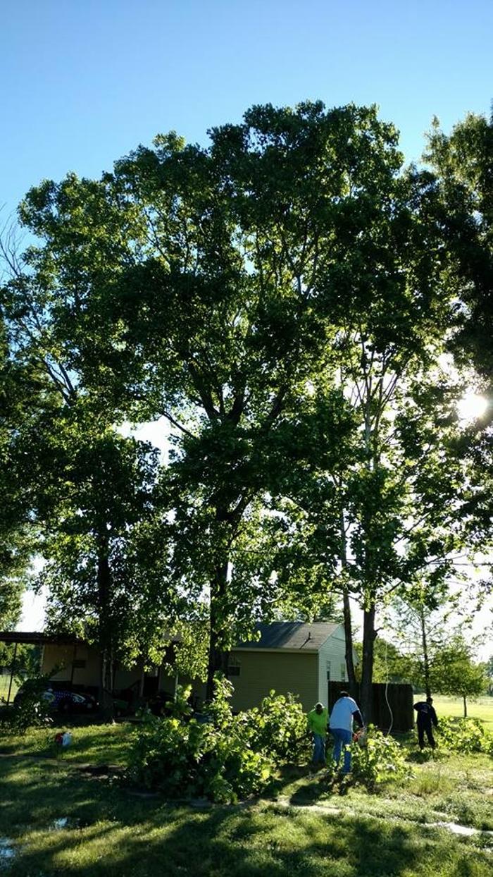 Specialty Tree Care - Shreveport, LA