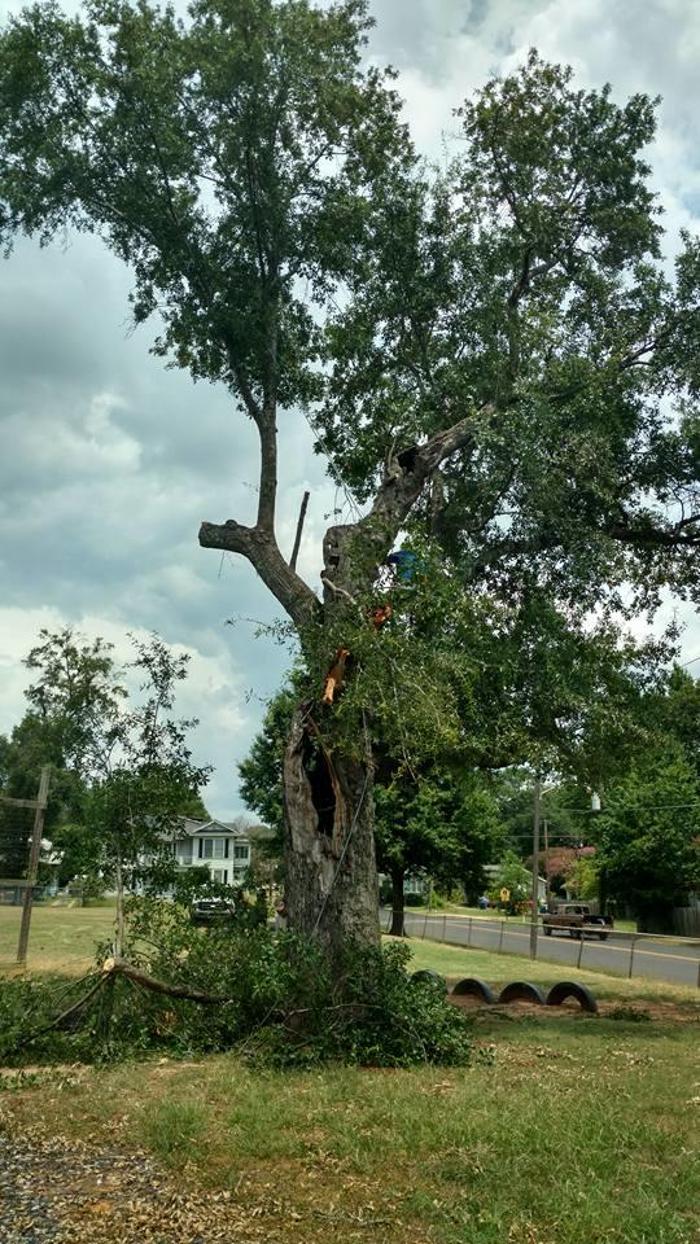Specialty Tree Care - Shreveport, LA