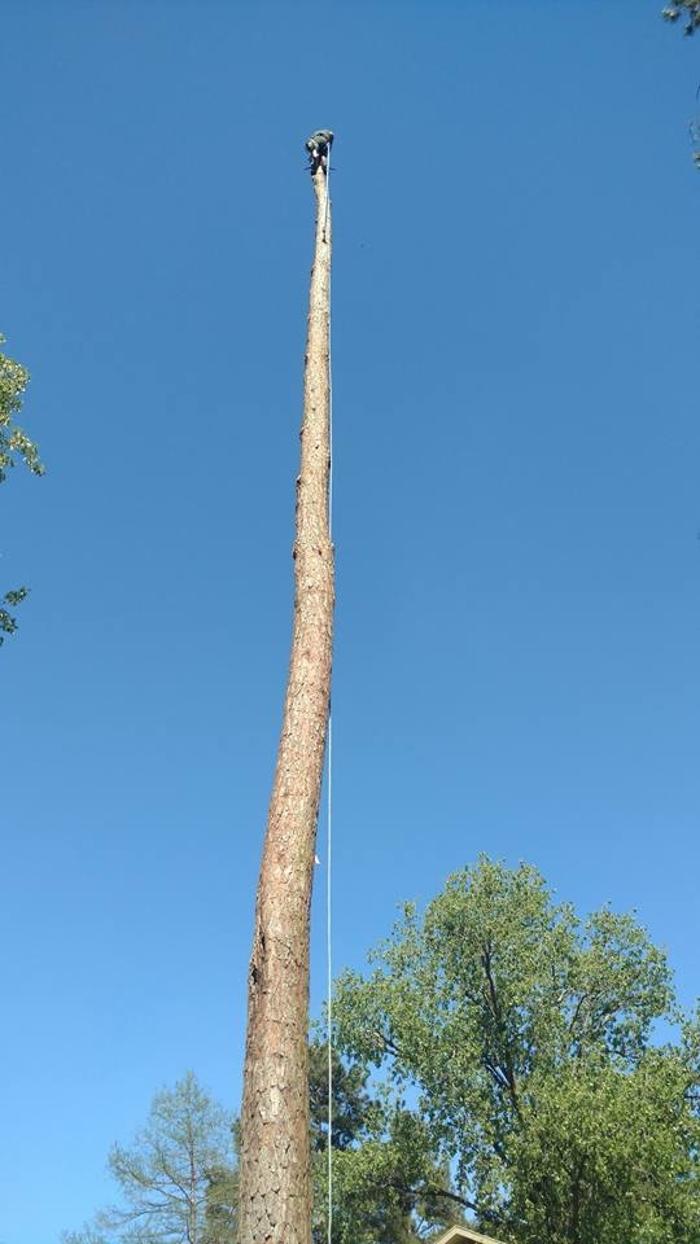 Specialty Tree Care - Shreveport, LA