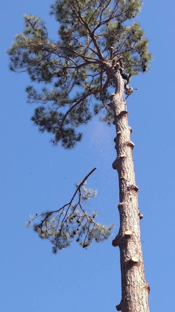 Specialty Tree Care - Shreveport, LA