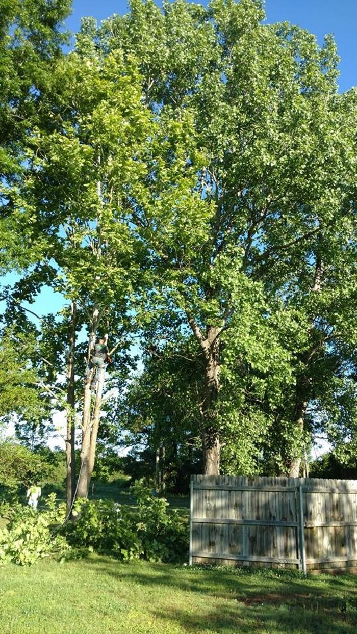 Specialty Tree Care - Shreveport, LA