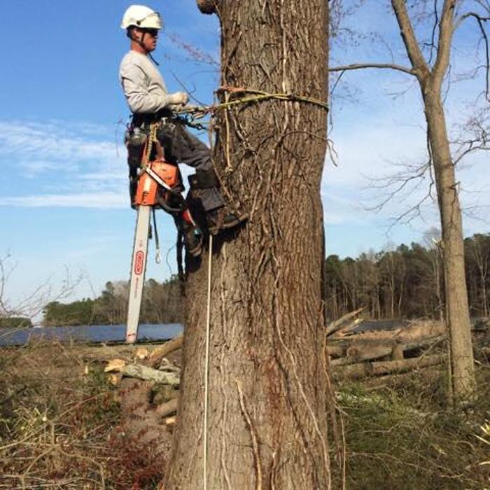 Pippin Tree Service - Clayton, NC