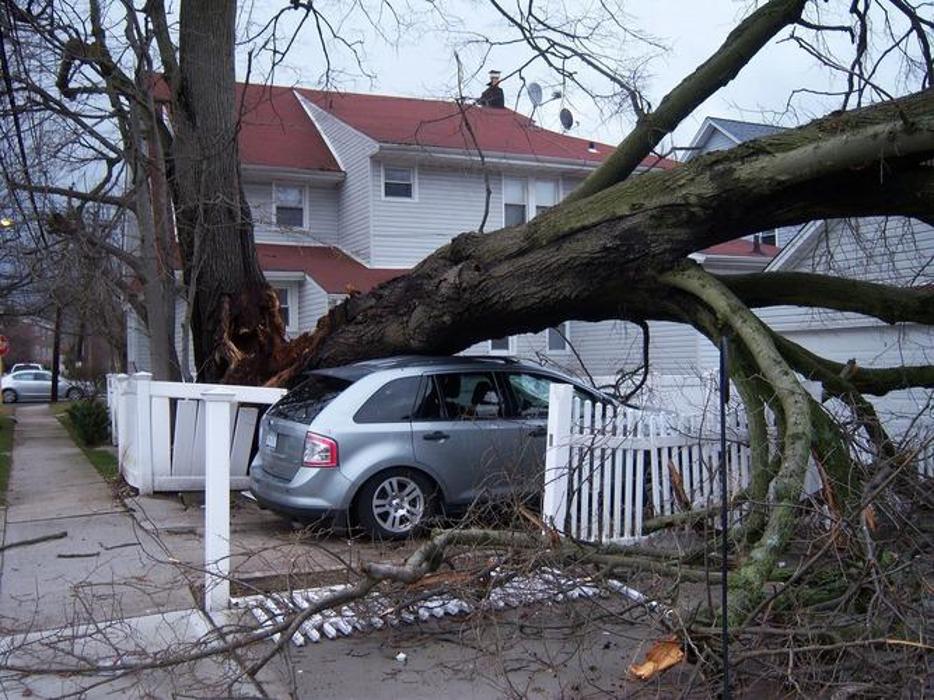 Pippin Tree Service - Clayton, NC