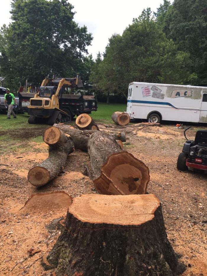 Pippin Tree Service - Clayton, NC