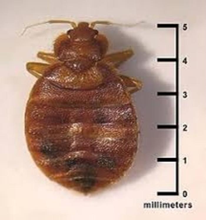 NRG Exterminating - Mount Nebo, WV